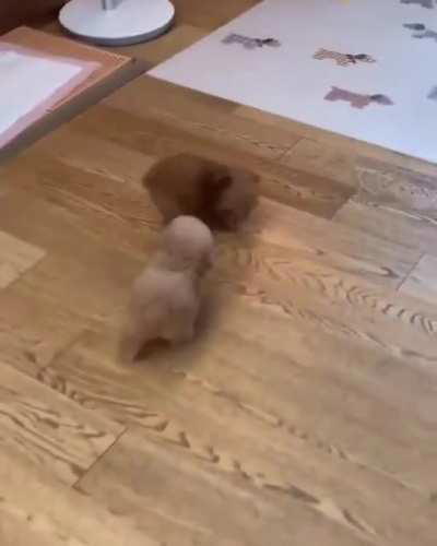 I am gonna catch you