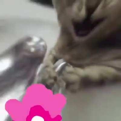 America's most dangerous domestic terrorist