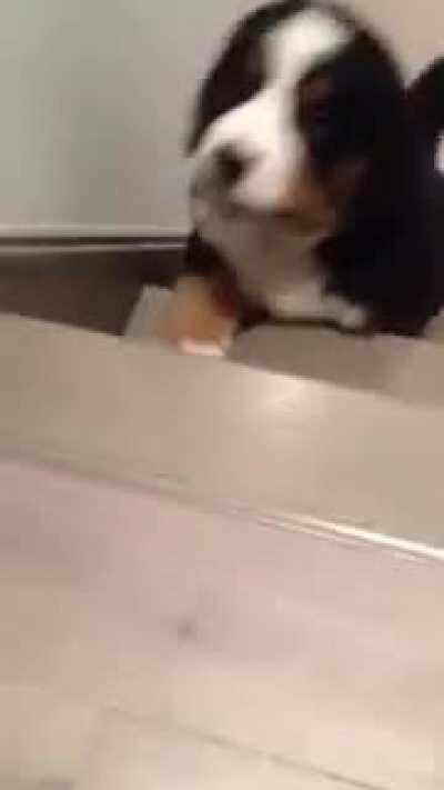 Climbing the stairs puppy edition