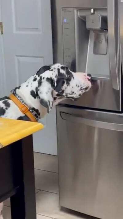 Whining for some ice cubes