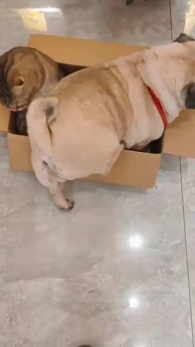 Illegal installation breaks C@