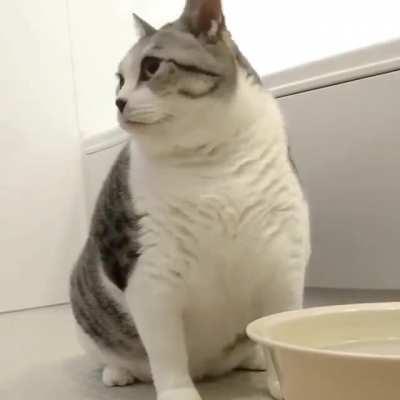 Chonkii boii drinks water in his own way