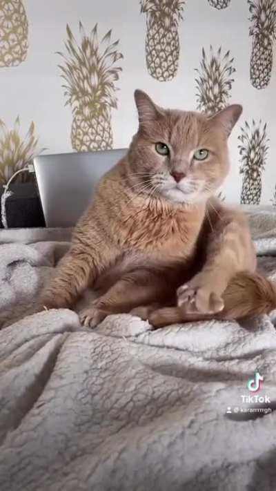 The braincell prepares the biscuits