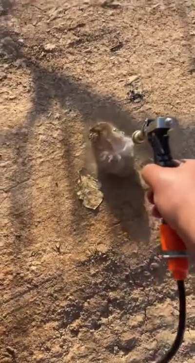 This man rescued a hedgehog stuck in mud