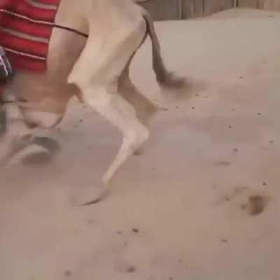 This is infuriating because, that poor Camel !!!