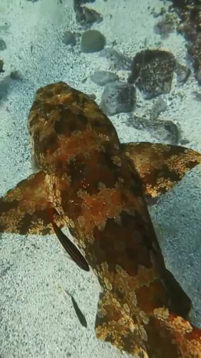 Meet the Tasselled Wobbegong Shark!
