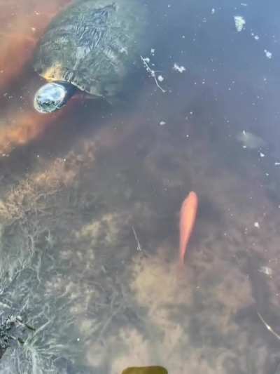 Cursed_fish
