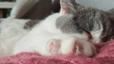 Close-up of sleepy biscuits by my sweet girl