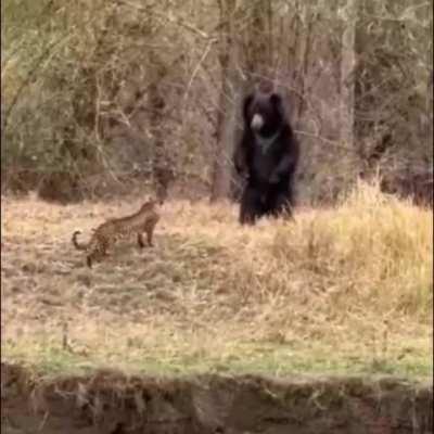 🔥 Leopard and Sloth Bear walk into each other.