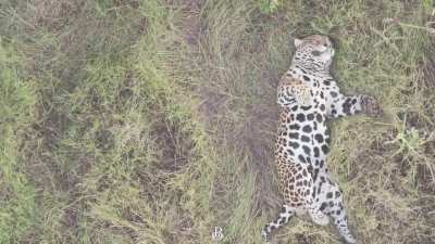 Cordoncillal male lounging after a big capybara meal. He's recently lost part of his upper lip in territorial fights with other resident males.