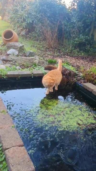 The time Darwin tried ice skating