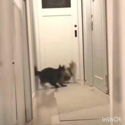 Cta flip RKO counterattack