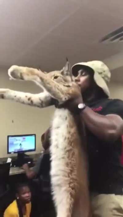 Guards show off Khajiit prisoner outside Solitude.