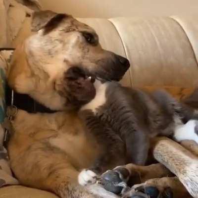 Dog eats cat