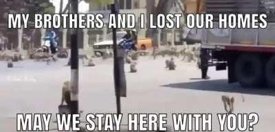 We seek shelter and bana