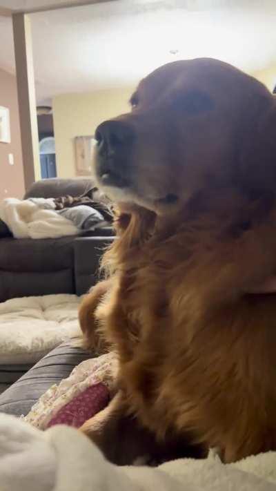 Golden retriever happy noise?