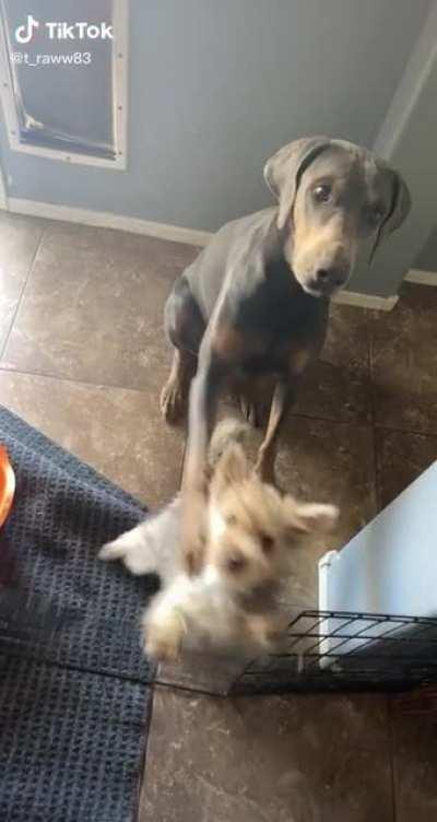 He knows they won’t get a treat until they both sit 😂