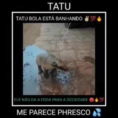 Tatu phresco