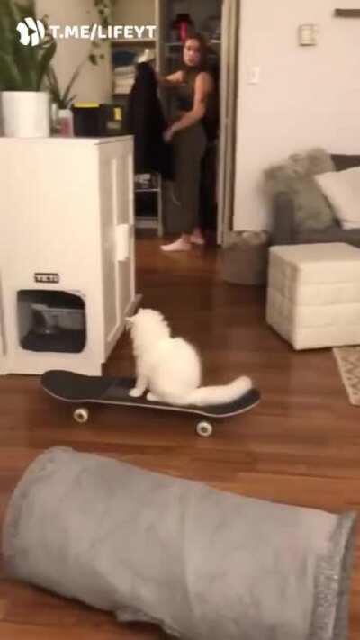 Когда устал гонять по всей квартире пешком и нашел выход