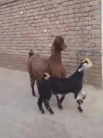 Uptown goats slide in