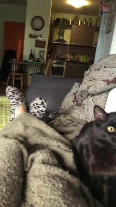 I swear he’s actually a dog