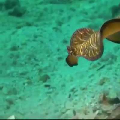 WEEEEEK 189 OF FLATWORM FRIDAY!!!