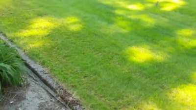 To escape from the predator.