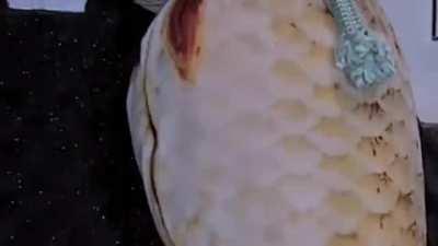 Beije o peixe (Quibei msm)