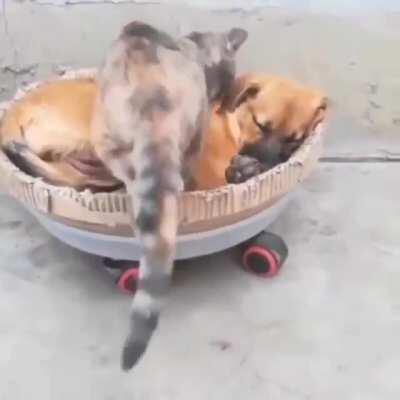 Best friends forever