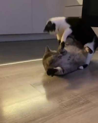 Are these cats fighting or just playing?
