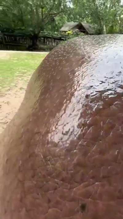 Spanking a hippopotamus 