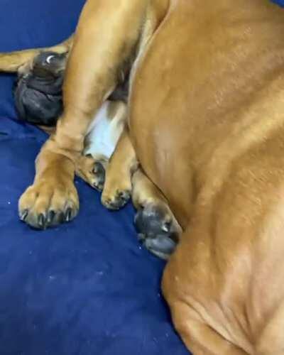 Ace has fully embraced his big brother role