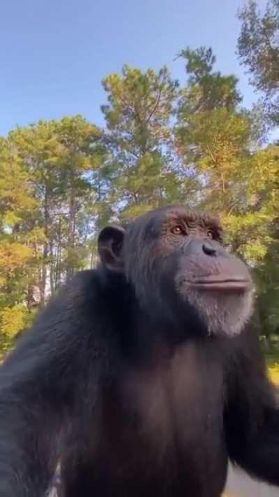 mono aweonao esta cerrado