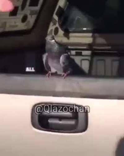 Bird Slap