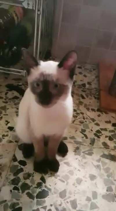 My lil cat, weird meowing