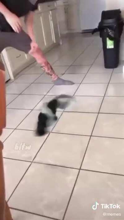 First cat on the moon😂