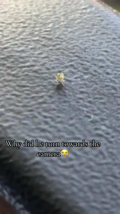 Cute little green bug does a little dance, then teleports! (Why did he turn towards the camera 😂)