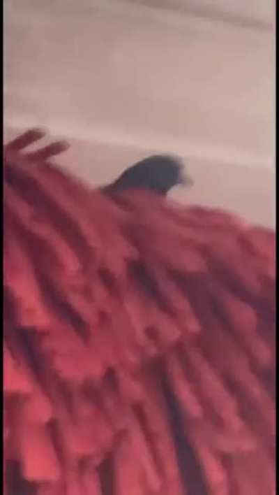 May he rest in pieces!