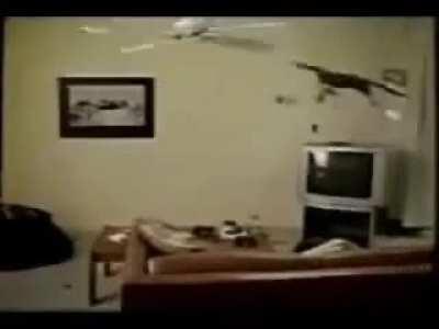 Cat vs. ceiling fan