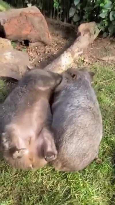 The Perfect Afternoon Does Exist...Scritches n Cuddles...