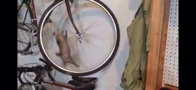 Какой-то странный кот