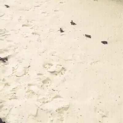 Baby Turtles making their way to the ocean