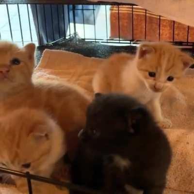 Mama stray cat brought in her batch of kittens! Now I’m helping raise them😸