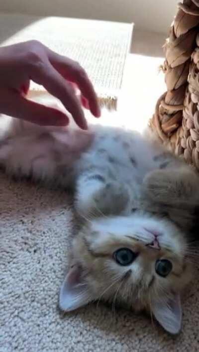 Immobilizing Tiny Criminal