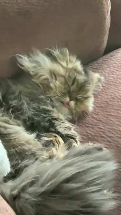 Sleepy blep
