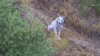 'Mythical' Iberian lynx with ultra-rare all-white fur is captured on video for the first time ever
