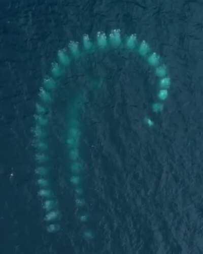 🔥 Pod of Humpback whales hunting by creating spirals of bubbles and using it as a net to trap krills.