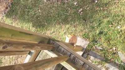 Friendly orange boi comes to visit every day, and has learned to scale the deck for pets