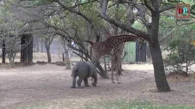 Messing with Mr. Long Legs