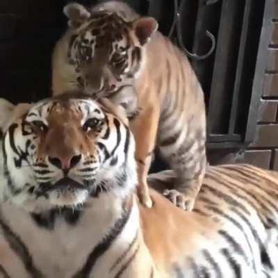Super Cute Tiger Mom & Son